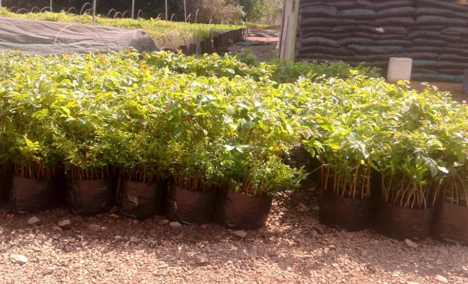 Governo do Estado inicia programa de incentivo à arborização