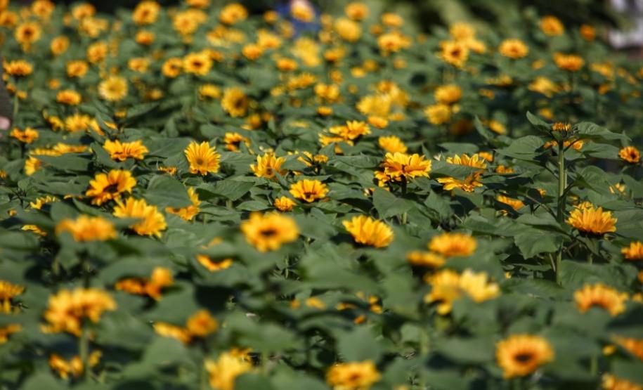 Campos de flores no Paraná encantam turistas Campos de flores no Paraná encantam turistas