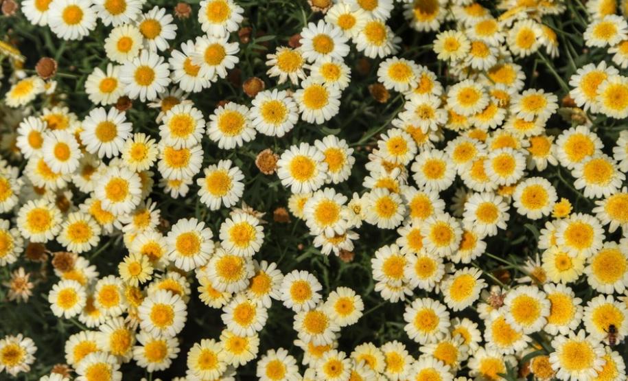 Campos de flores no Paraná encantam turistas Campos de flores no Paraná encantam turistas