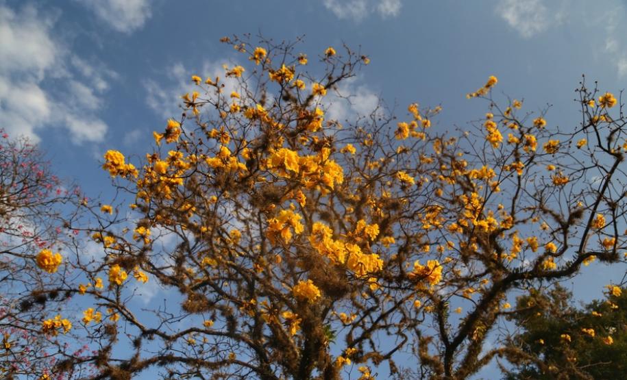 Campos de flores no Paraná encantam turistas Campos de flores no Paraná encantam turistas