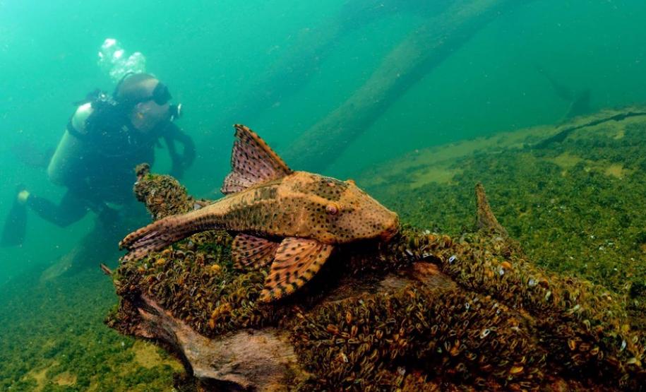 Porto Rico tem praias de água cristalina, esportes náuticos e pesca
