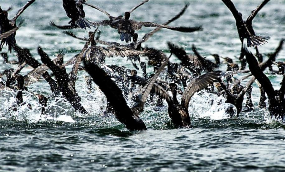 Bacias hidrográficas do Paraná abrigam belezas e potencial turístico