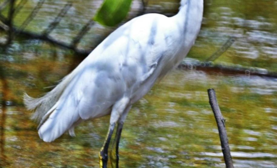 Bacias hidrográficas do Paraná abrigam belezas e potencial turístico