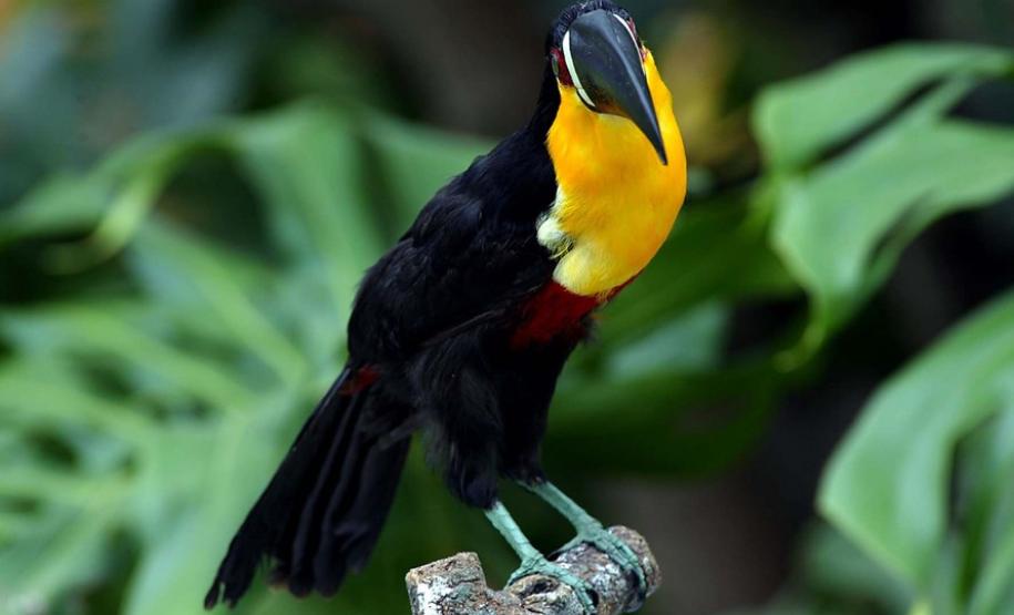 Novo instituto incorpora órgãos ambientais do Paraná