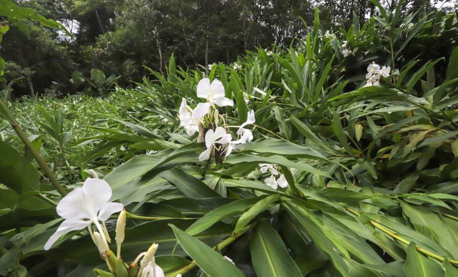 Circuito em torno do Pico Paraná é novo atrativo do Litoral Circuito em torno do Pico Paraná é novo atrativo do Litoral