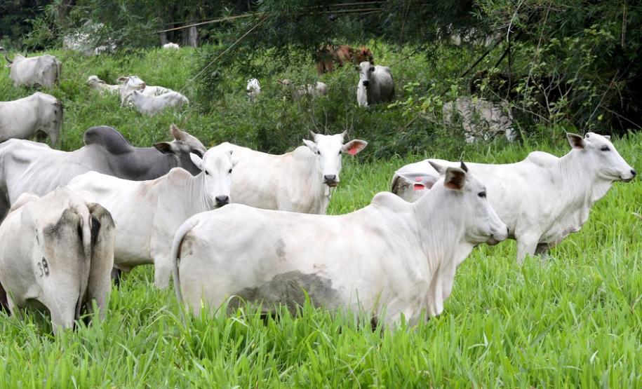 Circuito em torno do Pico Paraná é novo atrativo do Litoral Circuito em torno do Pico Paraná é novo atrativo do Litoral