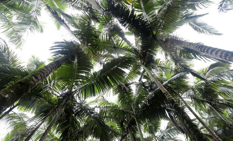 Circuito em torno do Pico Paraná é novo atrativo do Litoral Circuito em torno do Pico Paraná é novo atrativo do Litoral