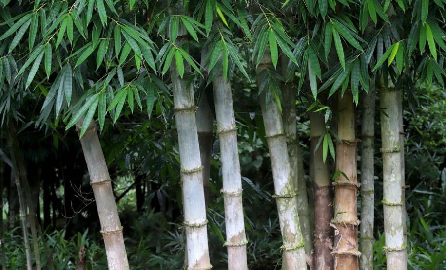 Circuito em torno do Pico Paraná é novo atrativo do Litoral Circuito em torno do Pico Paraná é novo atrativo do Litoral