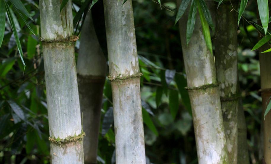 Circuito em torno do Pico Paraná é novo atrativo do Litoral Circuito em torno do Pico Paraná é novo atrativo do Litoral