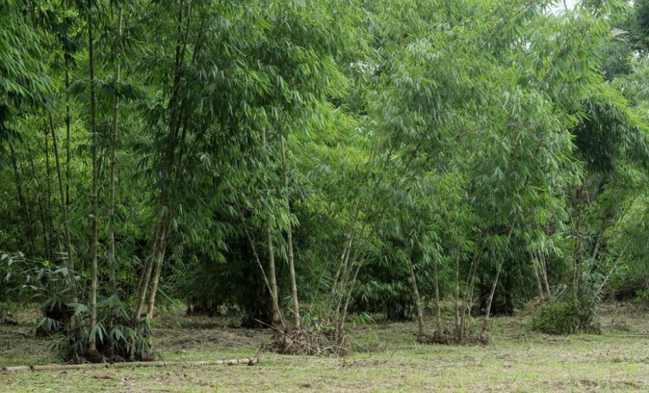 Circuito em torno do Pico Paraná é novo atrativo do Litoral Circuito em torno do Pico Paraná é novo atrativo do Litoral