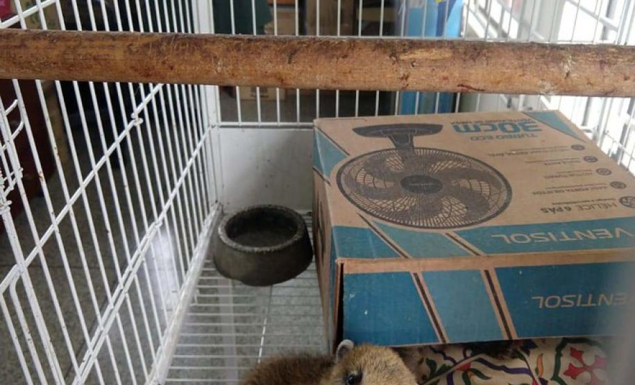 Instituto Água e Terra orienta sobre o resgate de animais silvestres