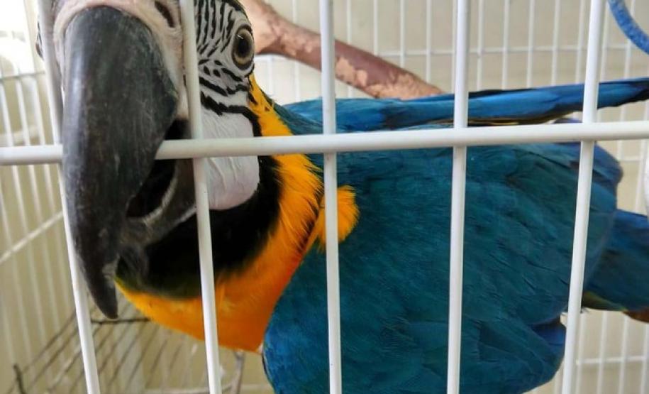 Instituto Água e Terra orienta sobre o resgate de animais silvestres