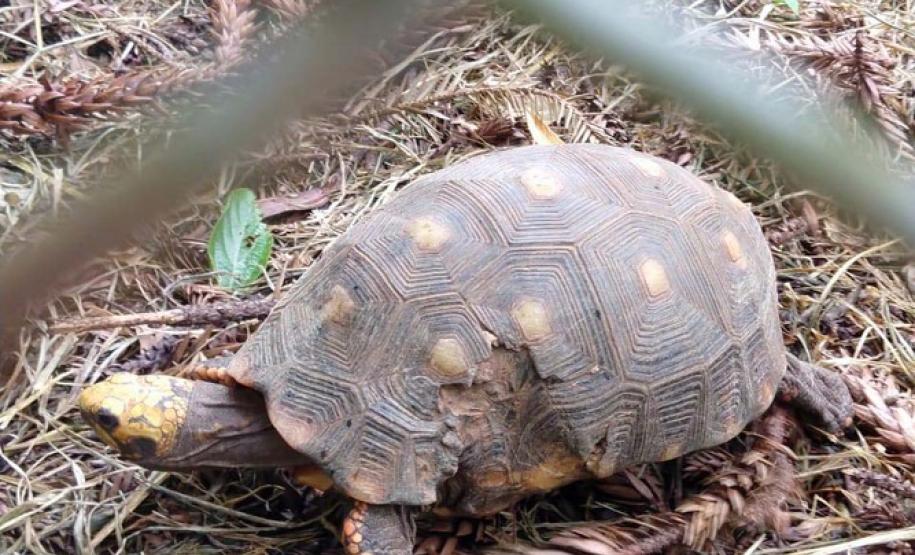 Instituto Água e Terra orienta sobre o resgate de animais silvestres