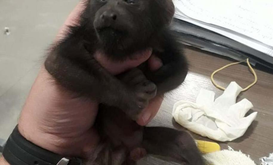 Instituto Água e Terra orienta sobre o resgate de animais silvestres