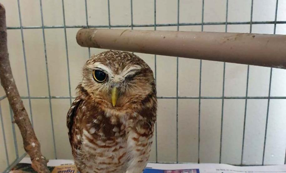 Instituto Água e Terra orienta sobre o resgate de animais silvestres