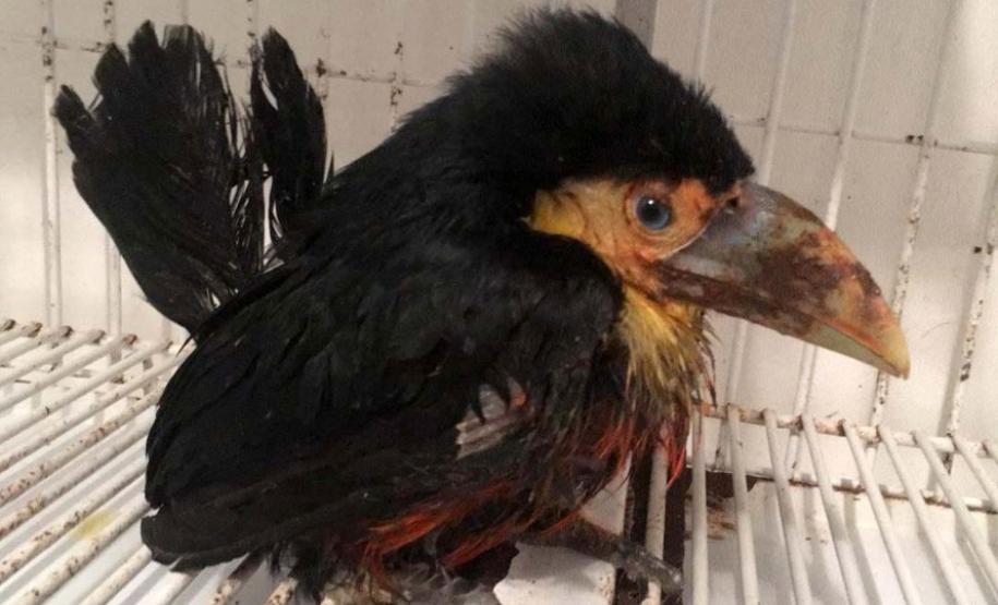 Instituto Água e Terra orienta sobre o resgate de animais silvestres