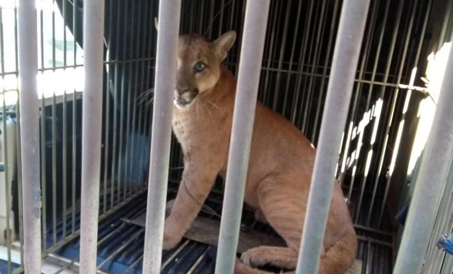 Instituto Água e Terra orienta sobre o resgate de animais silvestres