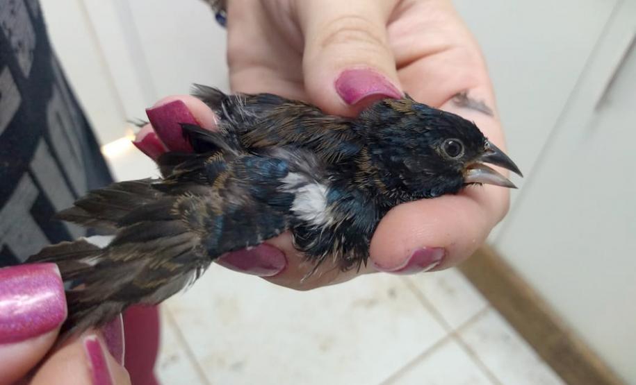 Instituto Água e Terra orienta sobre o resgate de animais silvestres