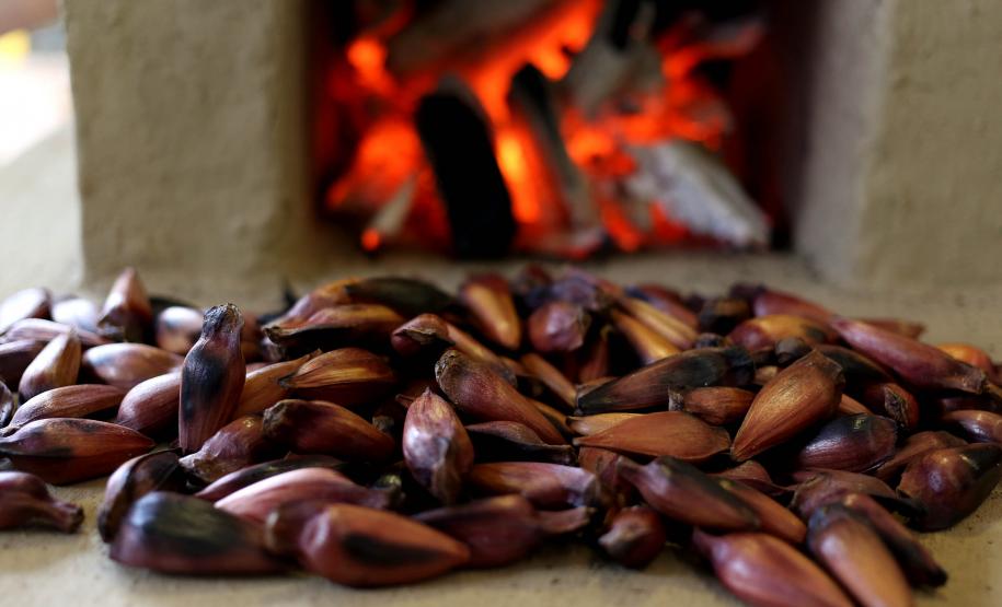 Venda de pinhão está liberada a partir de quarta-feira