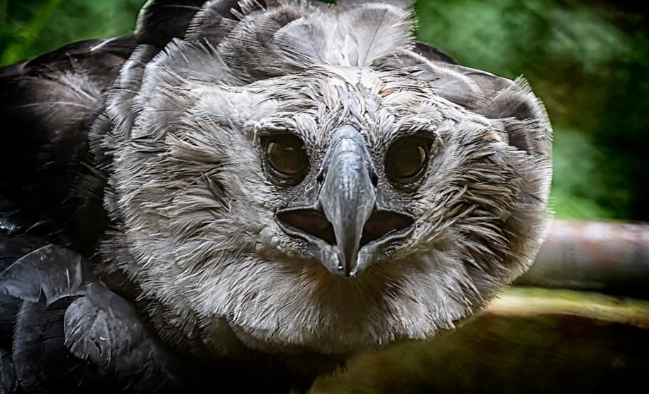 Expedição é criada para localizar harpia rara no Paraná