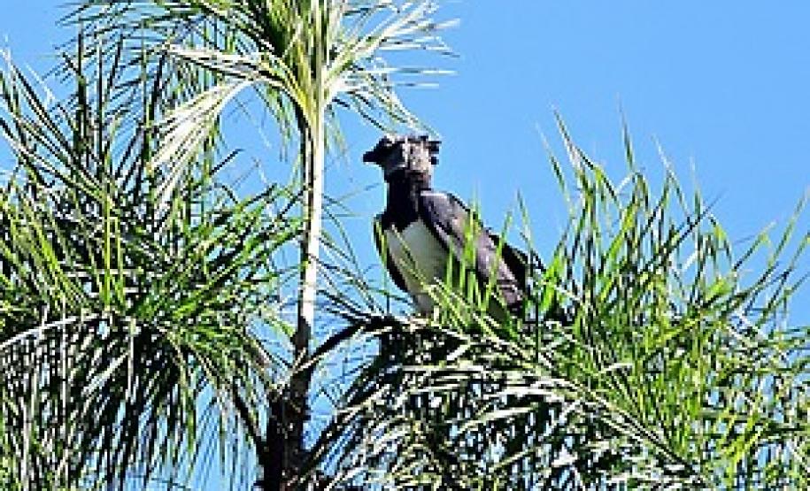 Expedição é criada para localizar harpia rara no Paraná