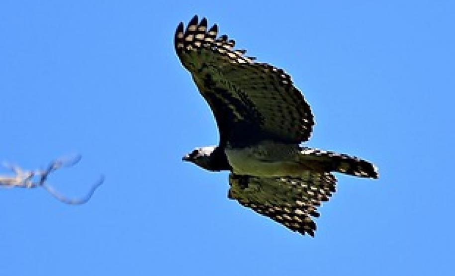 Expedição é criada para localizar harpia rara no Paraná