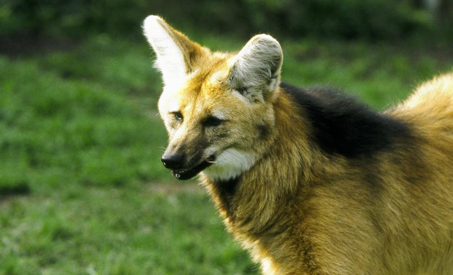 IAT de Pato Branco, em parceria com Bombeiros, fazem buscas para localizar Lobo-guará em Chopinzinho