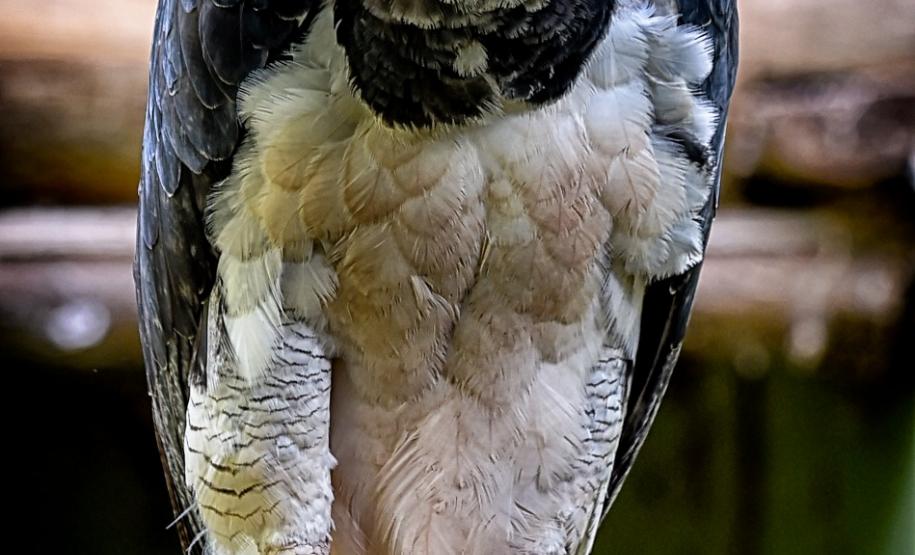 IAT orienta fazendeiros para preservação de harpia rara