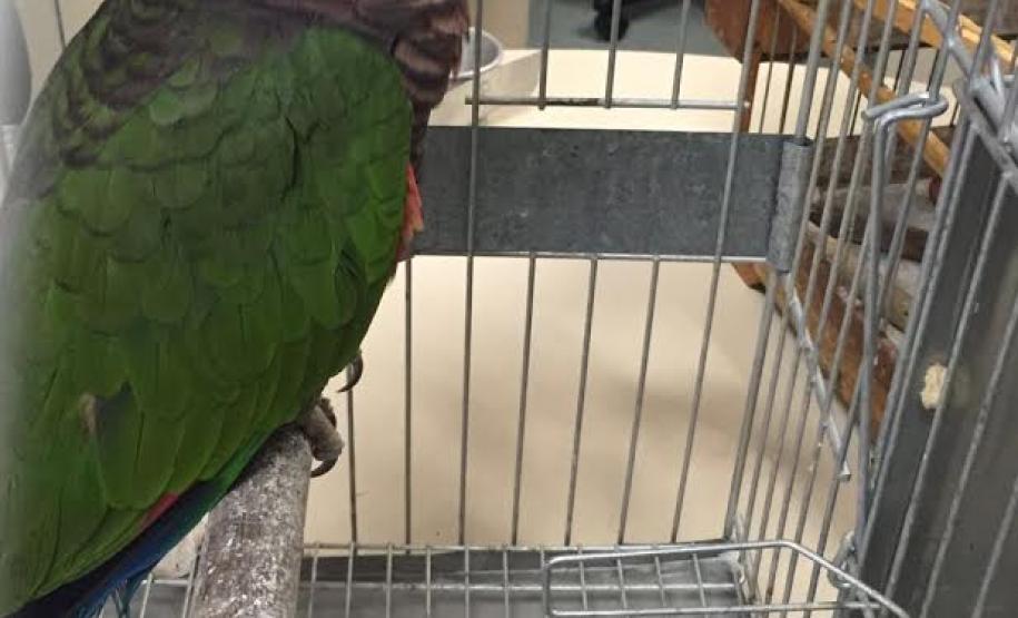 Governo promove ações pelo Dia Mundial do Meio Ambiente Governo promove ações pelo Dia Mundial do Meio Ambiente