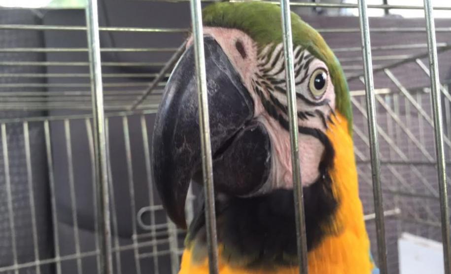 Governo promove ações pelo Dia Mundial do Meio Ambiente Governo promove ações pelo Dia Mundial do Meio Ambiente