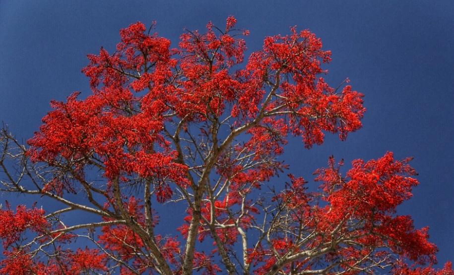 Campos de flores no Paraná encantam turistas