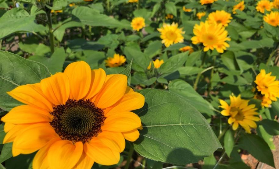 Campos de flores no Paraná encantam turistas