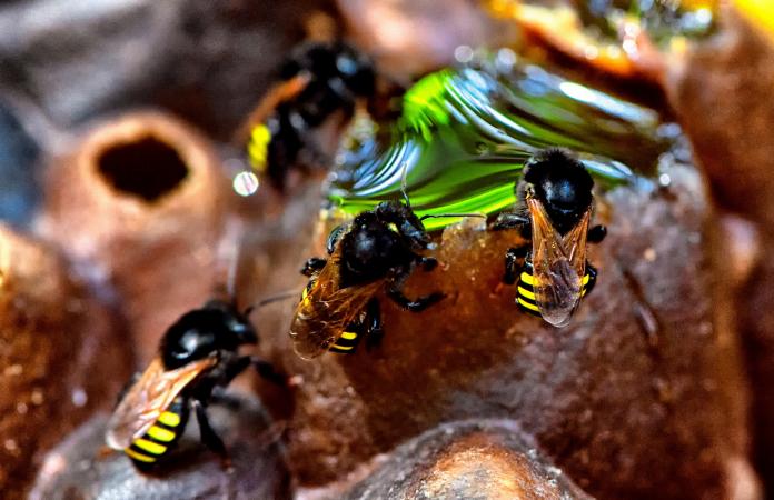 Dia da Abelha: Poliniza Paraná alcança 205 meliponários em todo o Estado |  Instituto Água e Terra