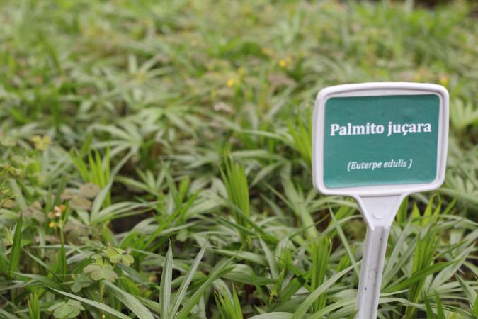 Aplicativo para solicitar mudas de plantas produzidas pelo IAT