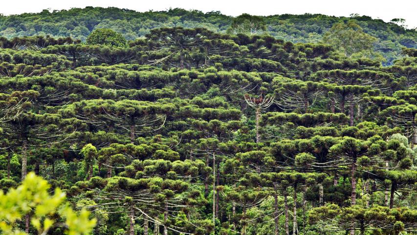 Árvore-símbolo do Paraná, Araucária é a muda mais procurada nos viveiros do Estado