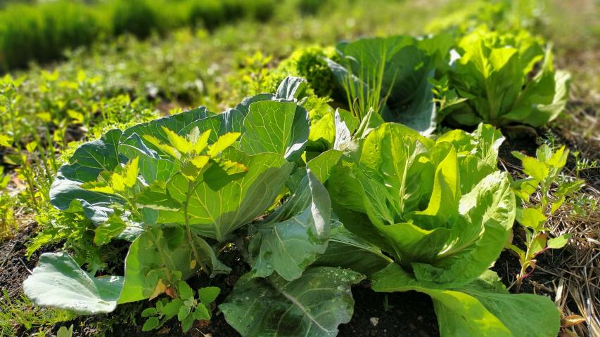 Foto de cultivo agrícola