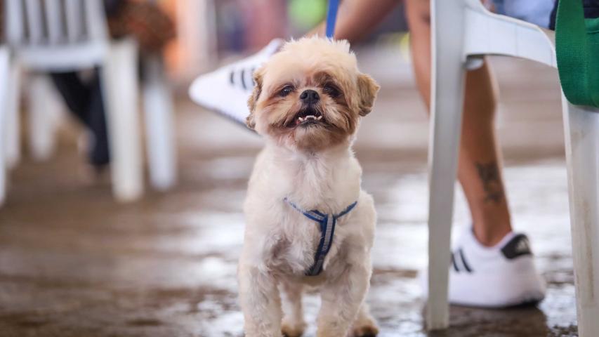 Foto de animais atendidos pelo Vet-móvel