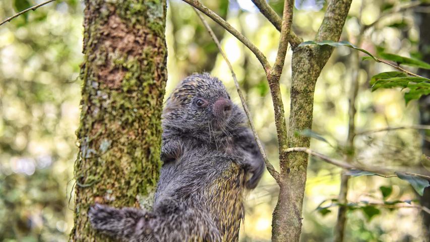 Foto de ouriço em árvore